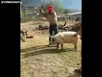 Zabijačka #2