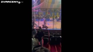 Tygr ukousl ruku